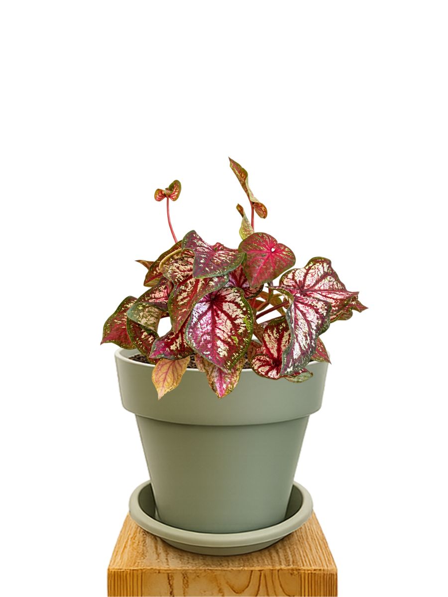 Plant kit 20 Green